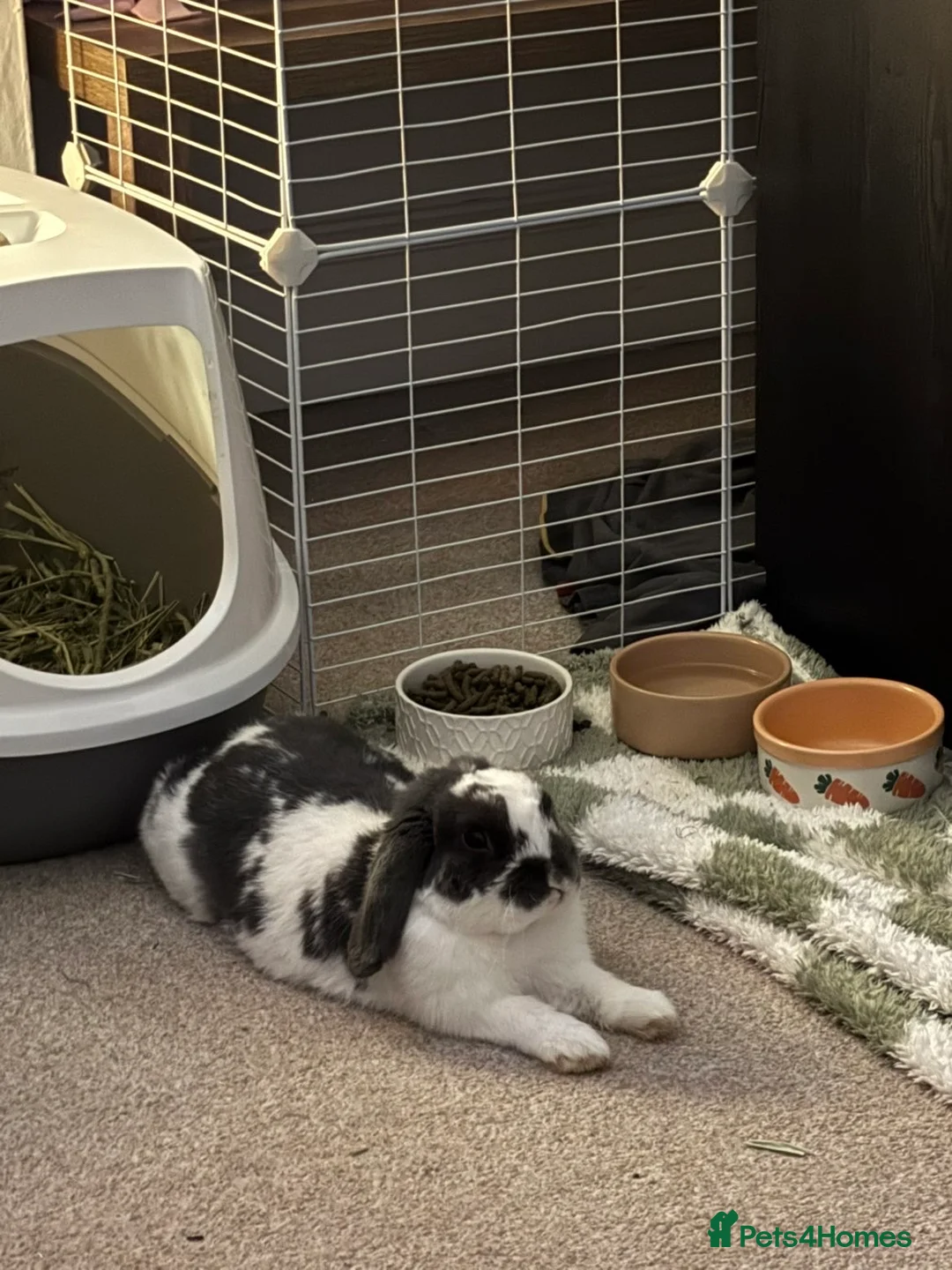 English Lop rabbits for sale: Male Lop  - Advert 3