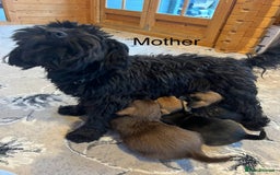 Mixed Breed dogs for sale: Jackapoo pups ready 9th August  - Image 17