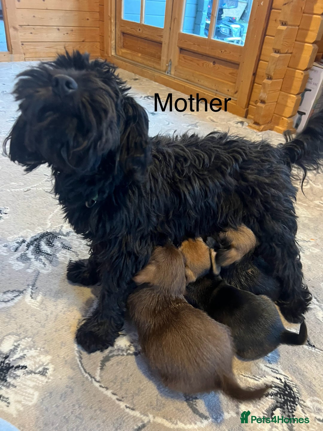 Mixed Breed dogs for sale: Jackapoo pups ready 9th August  - Image 17