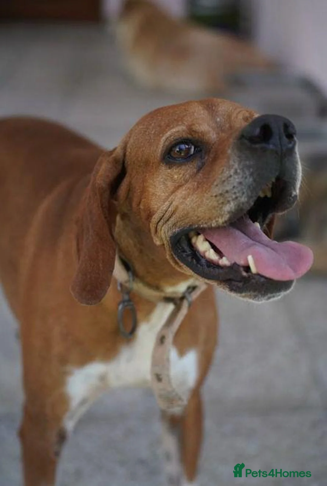 Pointer dogs for adoption: Cakil Looking for Her Forever Home - Advert 1