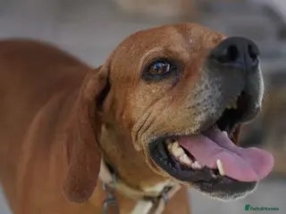 Pointer dogs Rescue Pointer Girl Looking for Her Forever Home - Advert 1