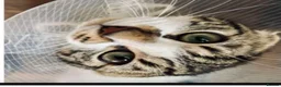 Mixed Breed cats for sale: Rescued cats and kittens - Advert 21