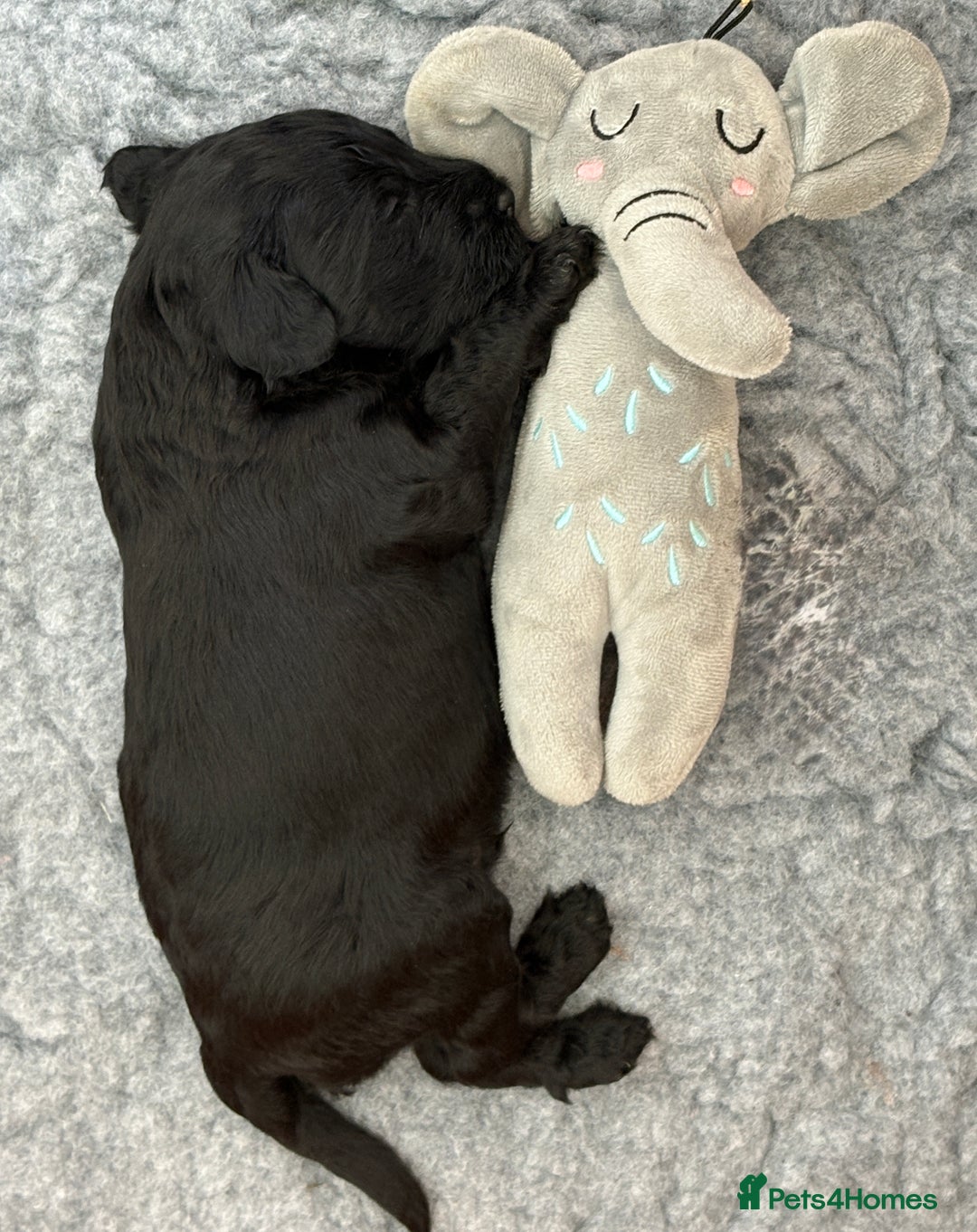Australian Labradoodle dogs for sale: Reduced-Multigen Aussie Labradoodles curly/nonshed - Image 15