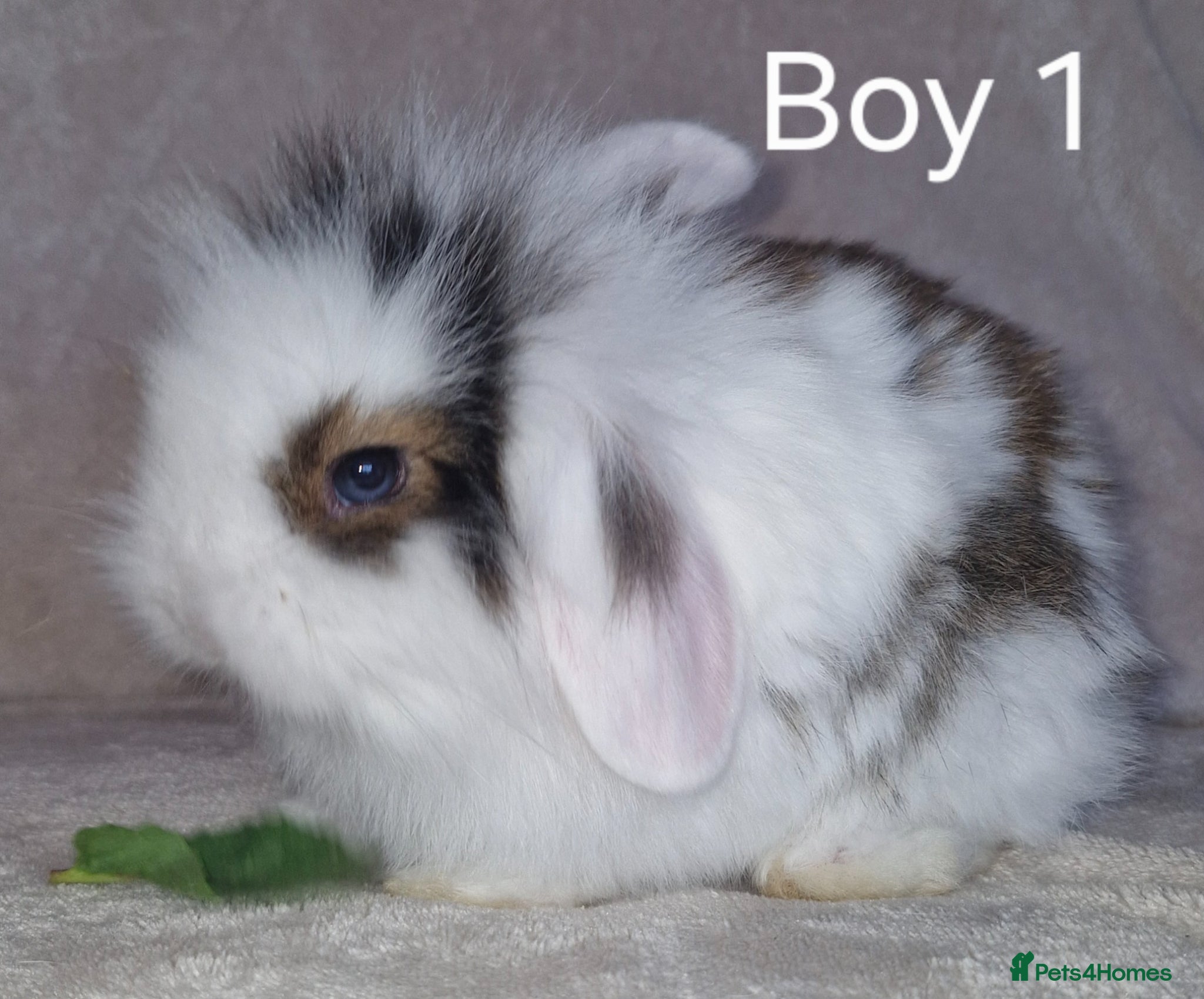 Mini Lion Lop rabbits Mini Lop X Double Maned Lionhead Babies - Advert 3