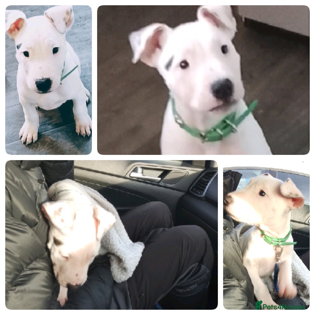 English Bulldog dogs for sale: Elsie - Beautiful pup 💝 - Advert 2