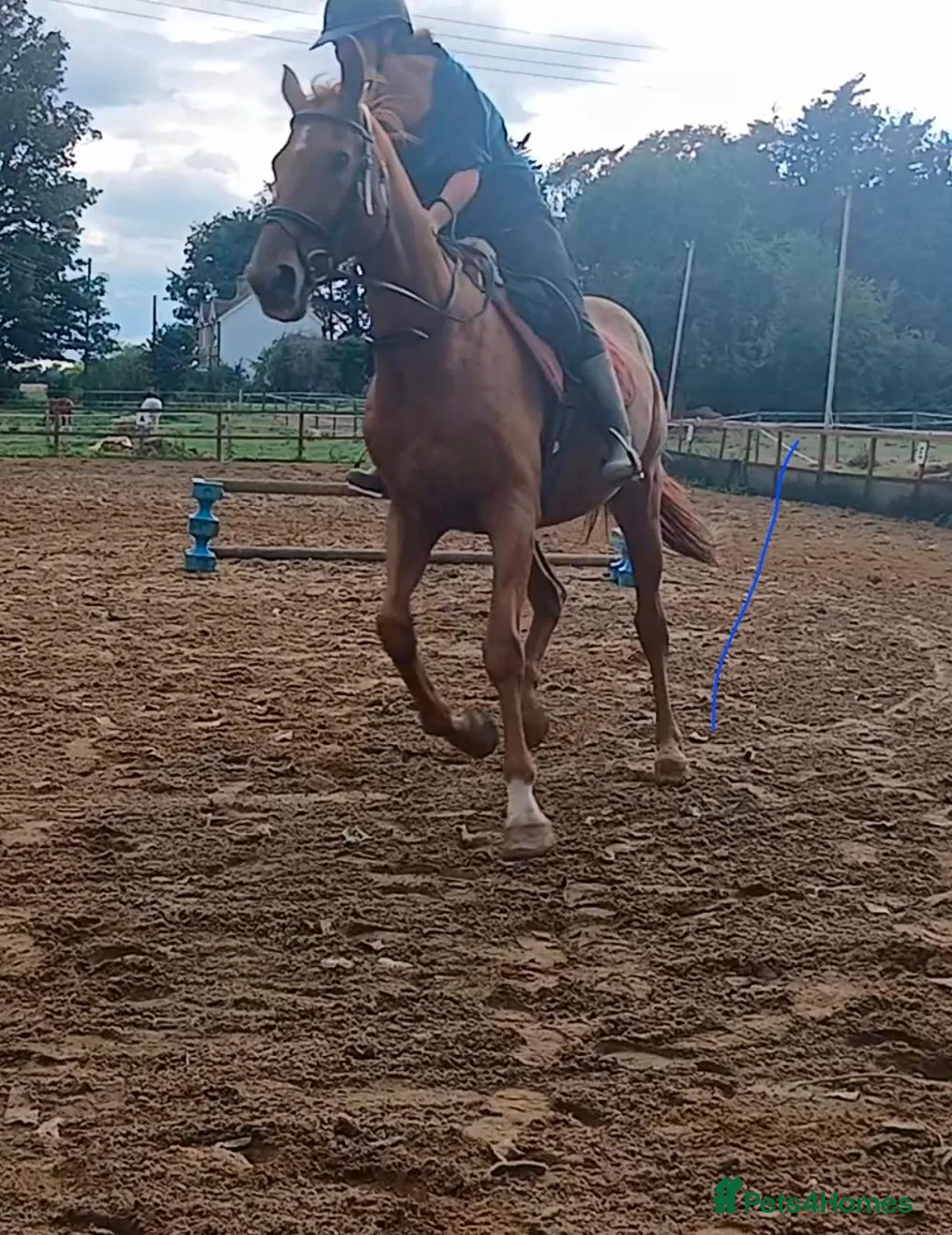 Irish Thoroughbred horses for sale: Hector - Advert 5