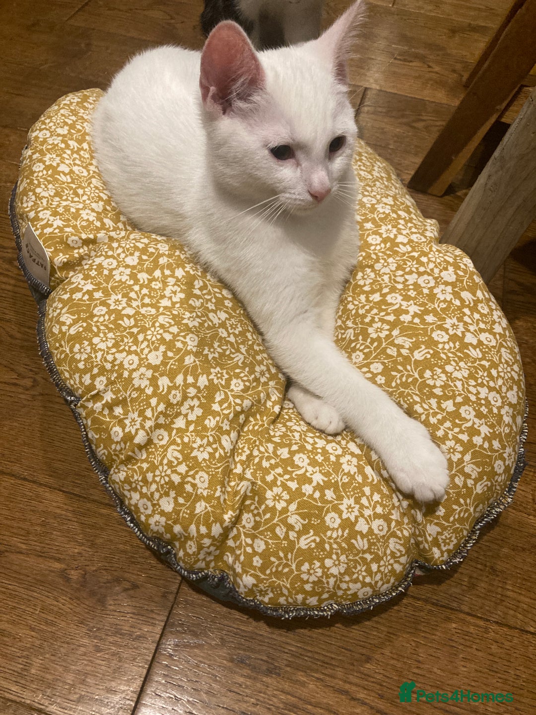 Turkish Van cats for sale: Gorgeous Turkish Van kitten - Advert 19