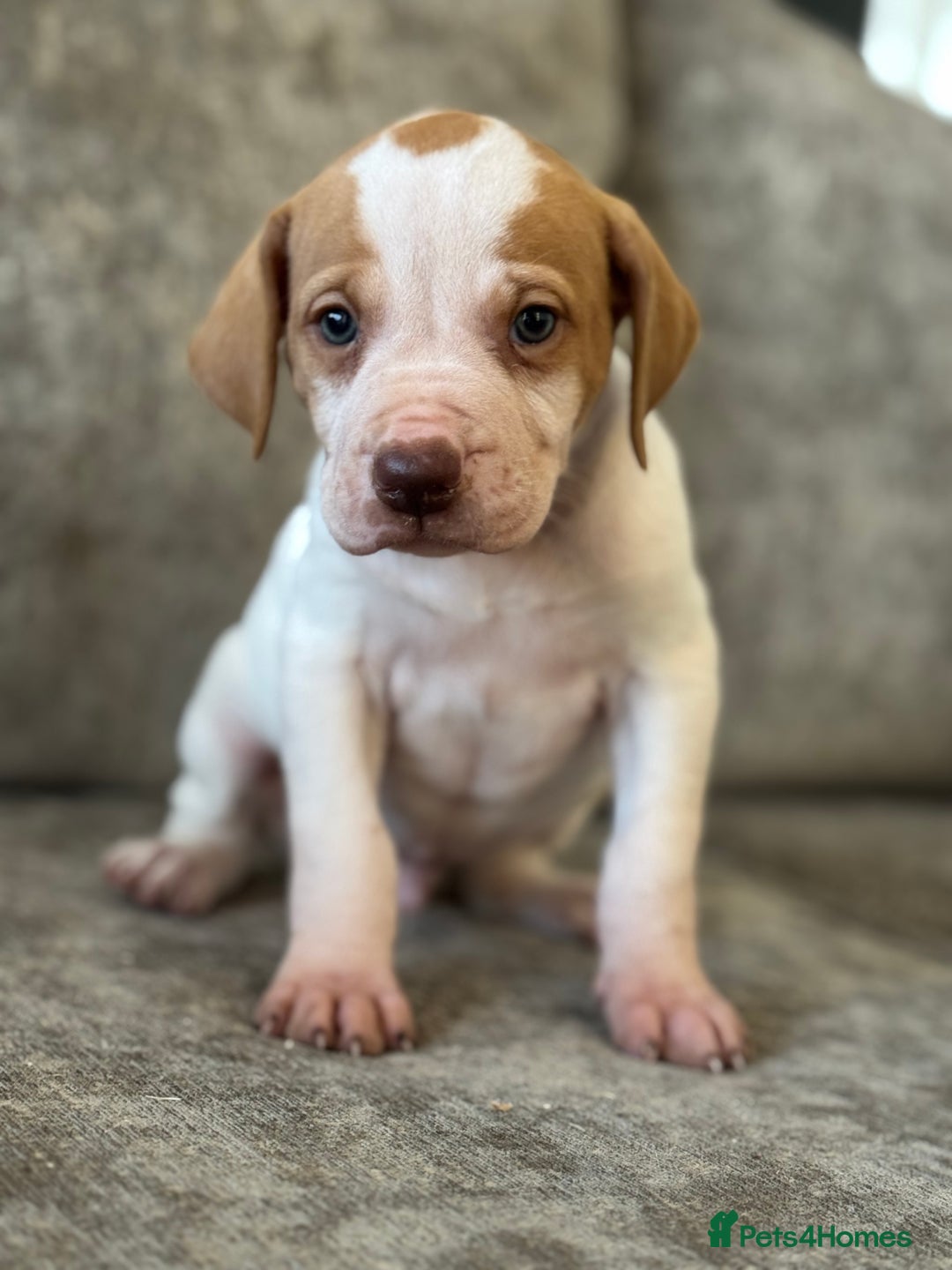 Pointer dogs for sale: BEAUTIFUL PEDIGREE POINTER PUPPIES - Image 12
