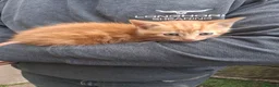 Mixed Breed cats for sale: Various kittens available  - Advert 6