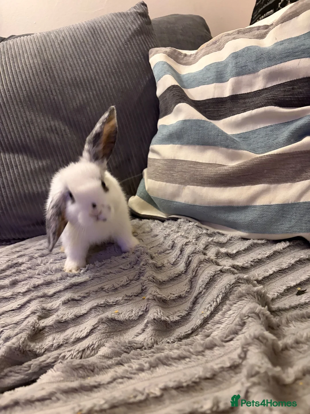 Mini Lion Lop rabbits for sale: Baby boy bunnies lion lops - Advert 2