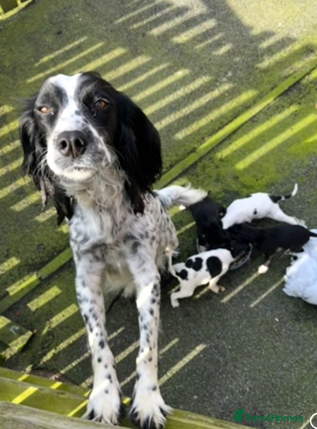 Springador dogs Pups looking for forever home  - Advert 1
