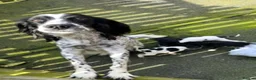 Springador dogs for sale: Pups looking for forever home  in Llanfyllin - Advert 1