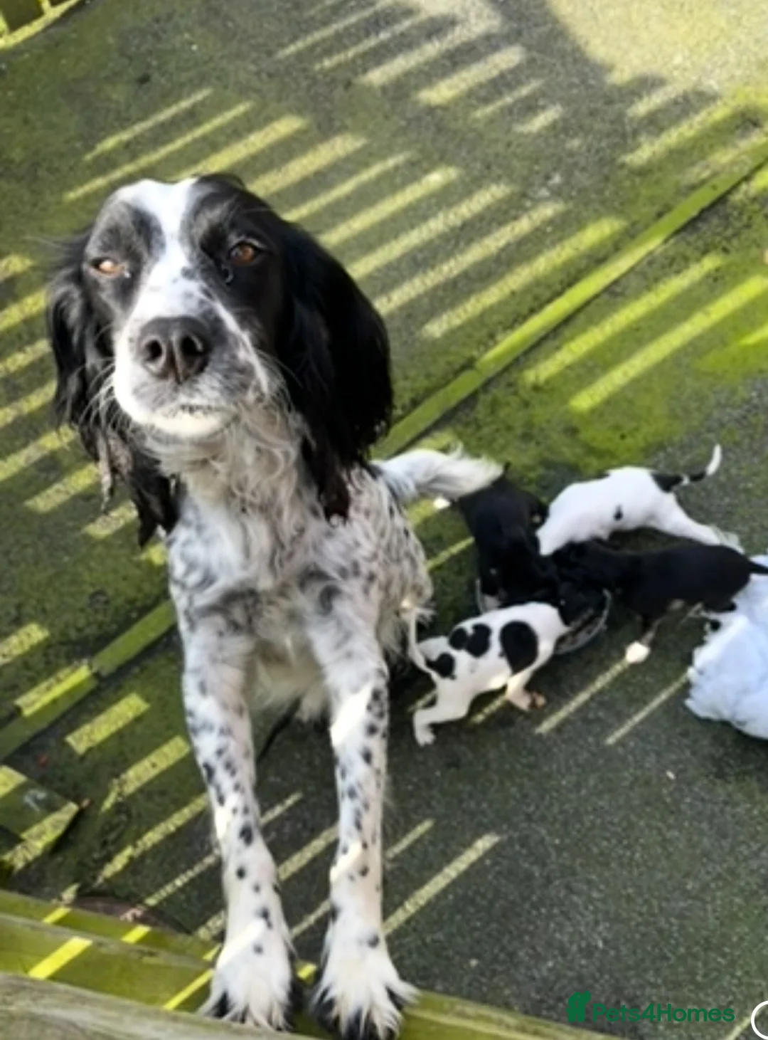Springador dogs for sale: Pups looking for forever home  in Llanfyllin - Advert 1