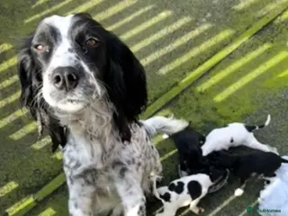 Springador dogs Pups looking for forever home - Advert 1