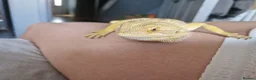 Bearded Dragon reptiles for sale: Male 14 month old bearded dragon with setup  in Nottingham - Advert 6