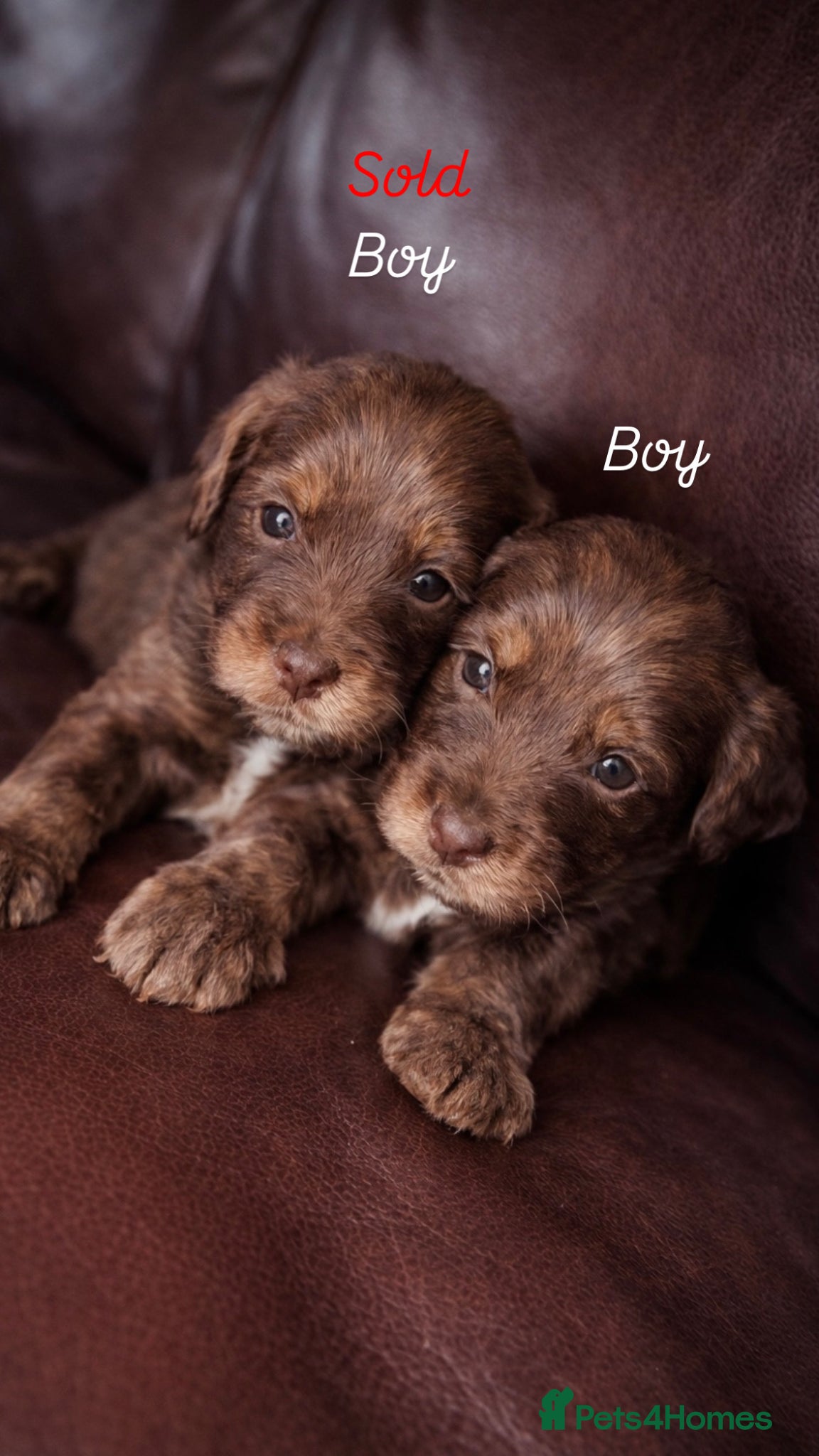 Cockapoo dogs 🐾Beautiful Mixed litter of F1 cockapoo Puppys🐾 - Advert 2