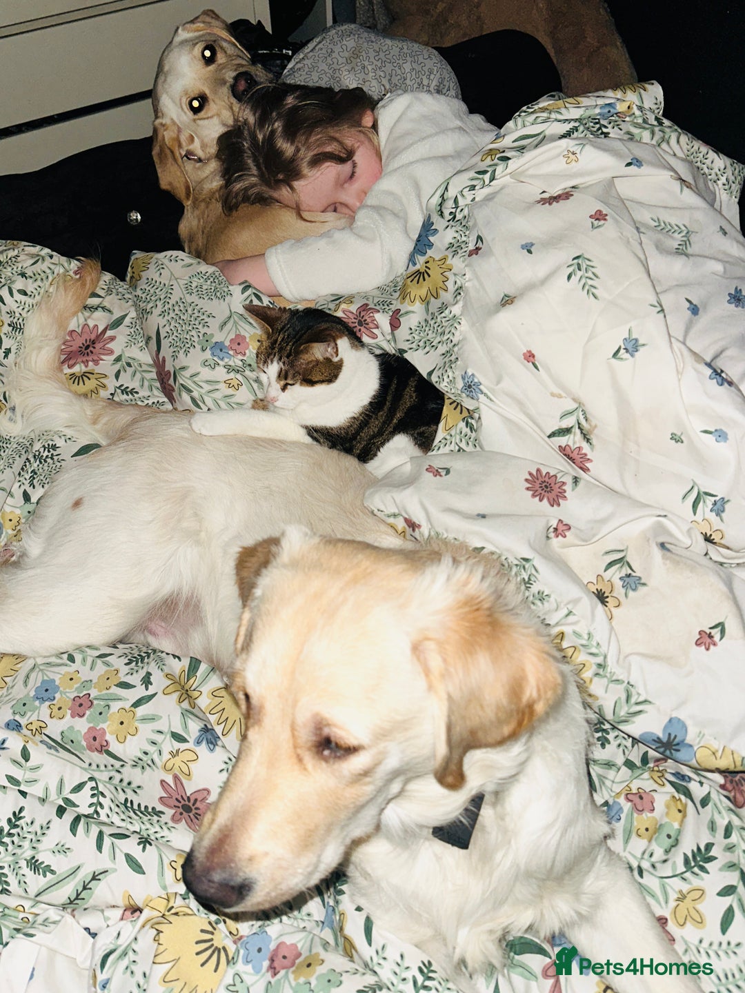 Goldador dogs for sale: Goldador- Rehoming due to illness - Advert 6