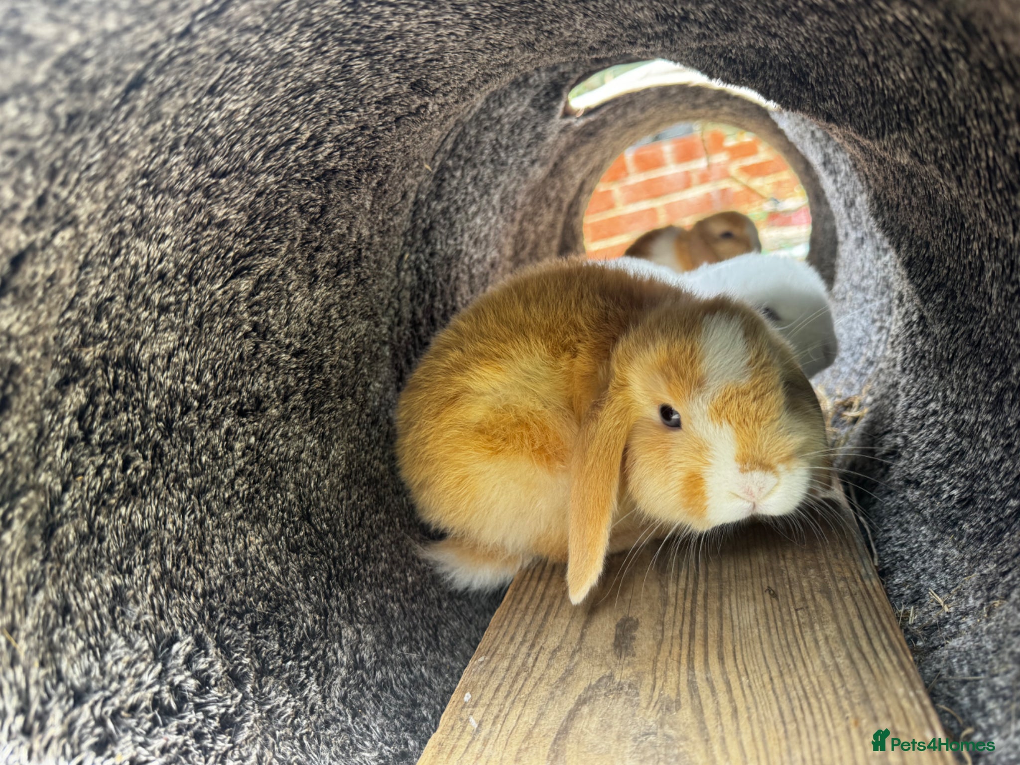 Mixed Breed rabbits READY NOW 4 girls holland cross mini lop - Advert 10