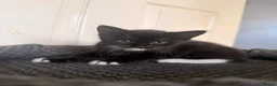 Domestic Shorthair cats for sale: 4 beautiful baby’s ready for there home - Advert 21