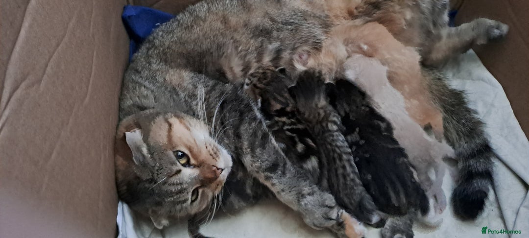 Scottish Fold cats for sale: Scottish fold/straight kittens  - Image 15