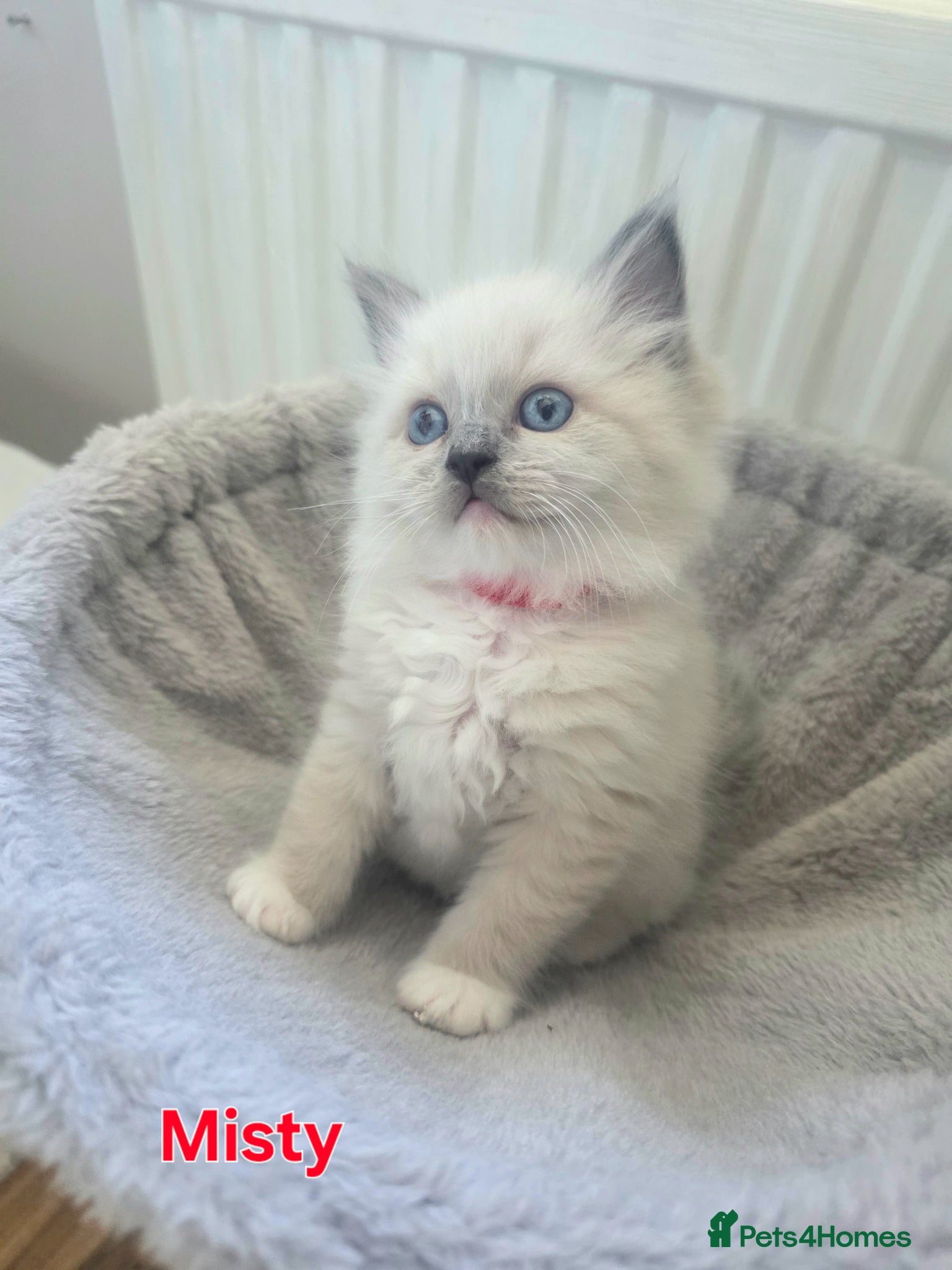 Ragdoll cats GCCF registered Ragdoll kittens  - Advert 2