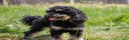 Toy Poodle dogs for stud: Black phantom toy poodle for stud  - Advert 3