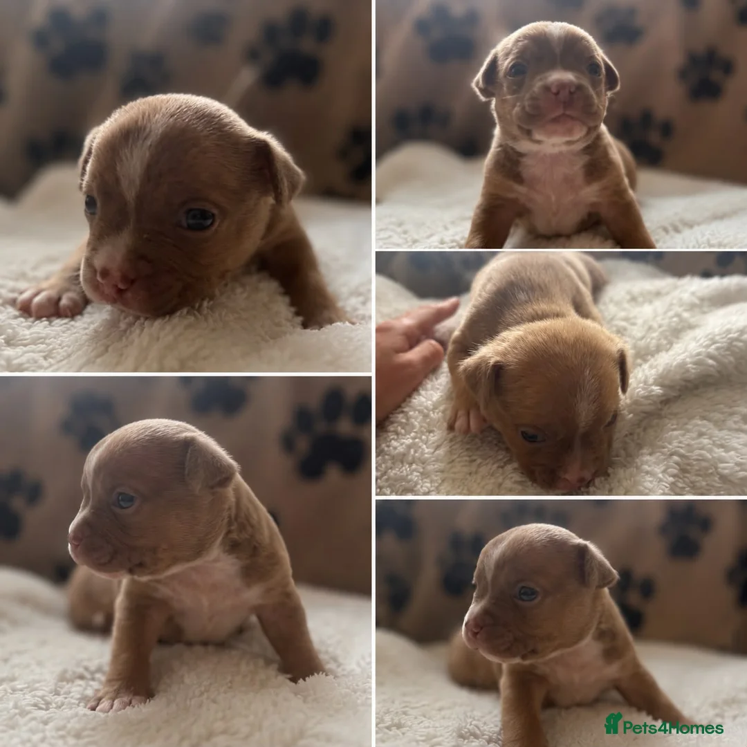 American Bully dogs for sale: American pocket bulldogs Hand reared from birth. - Advert 15