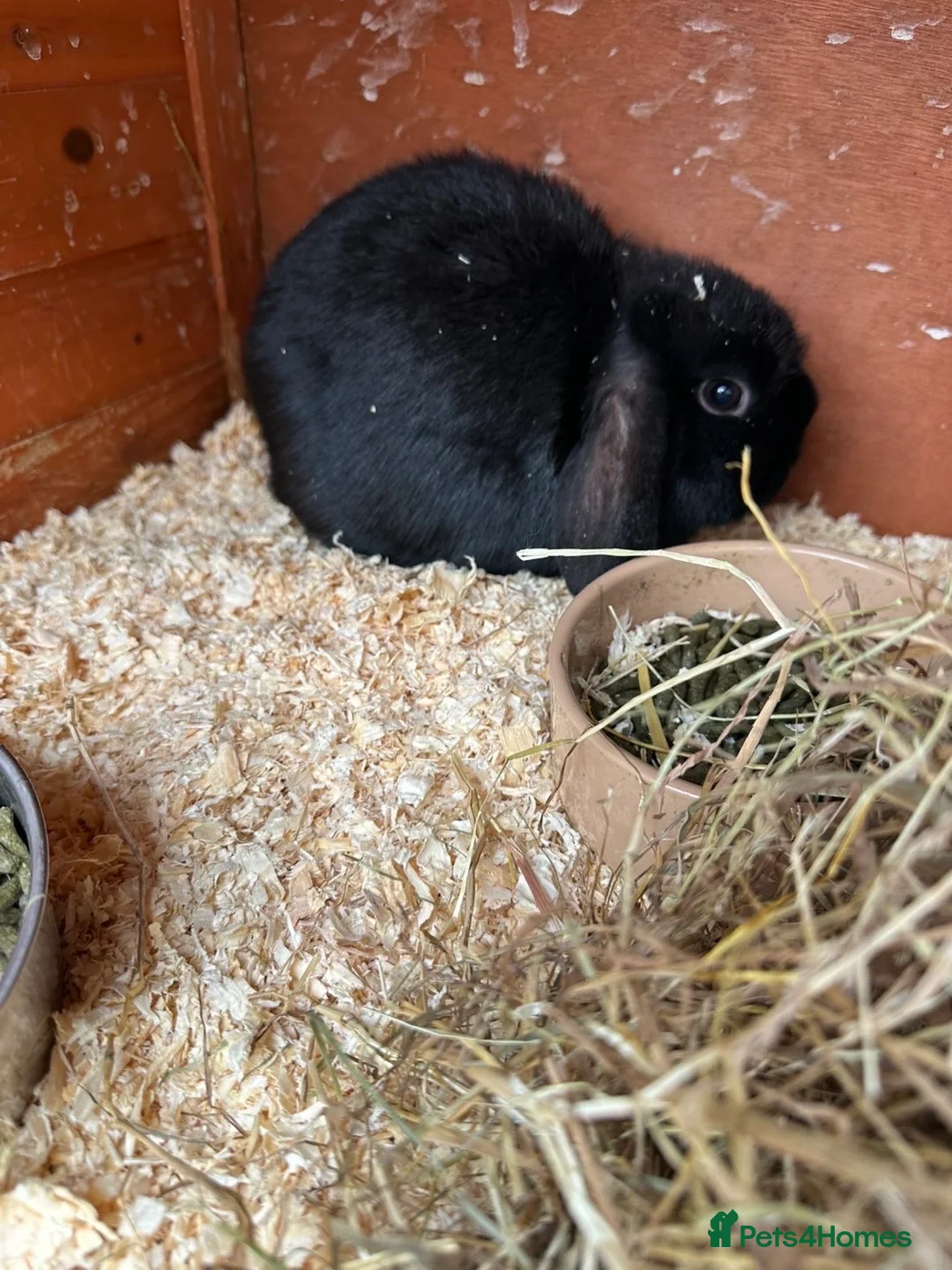 Mini Lop rabbits for sale: Mini lop rabbit - Advert 4