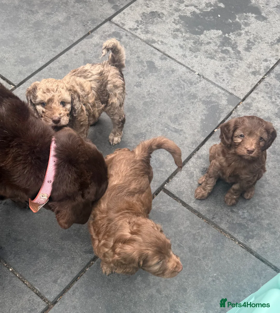 Labradoodle dogs for sale: Stunning Multigen pups ready soon - Advert 1