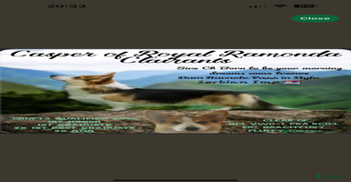 Welsh Corgi Pembroke dogs Kc reg Pembroke corgi babies available  - Advert 6