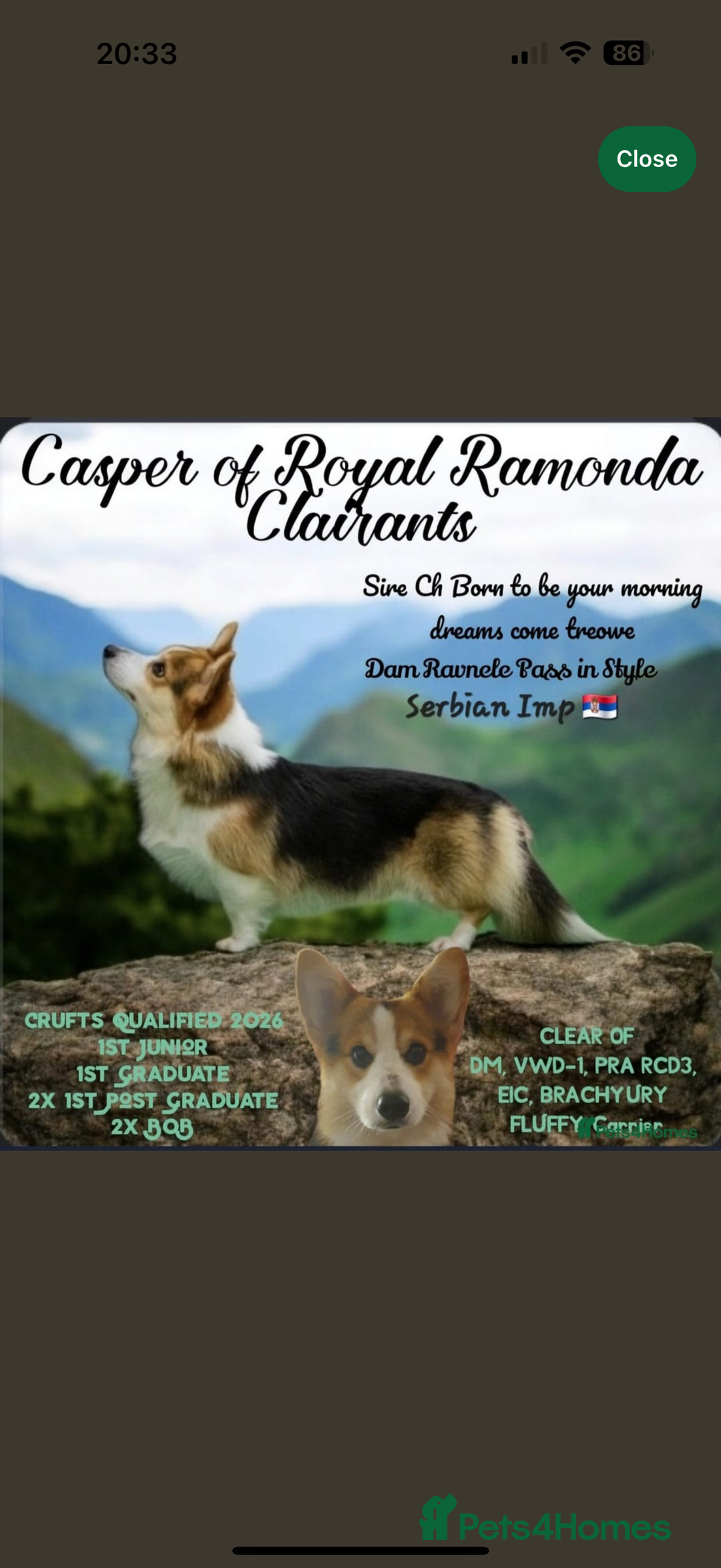 Welsh Corgi Pembroke dogs for sale: Kc reg Pembroke corgi babies available  - Image 4