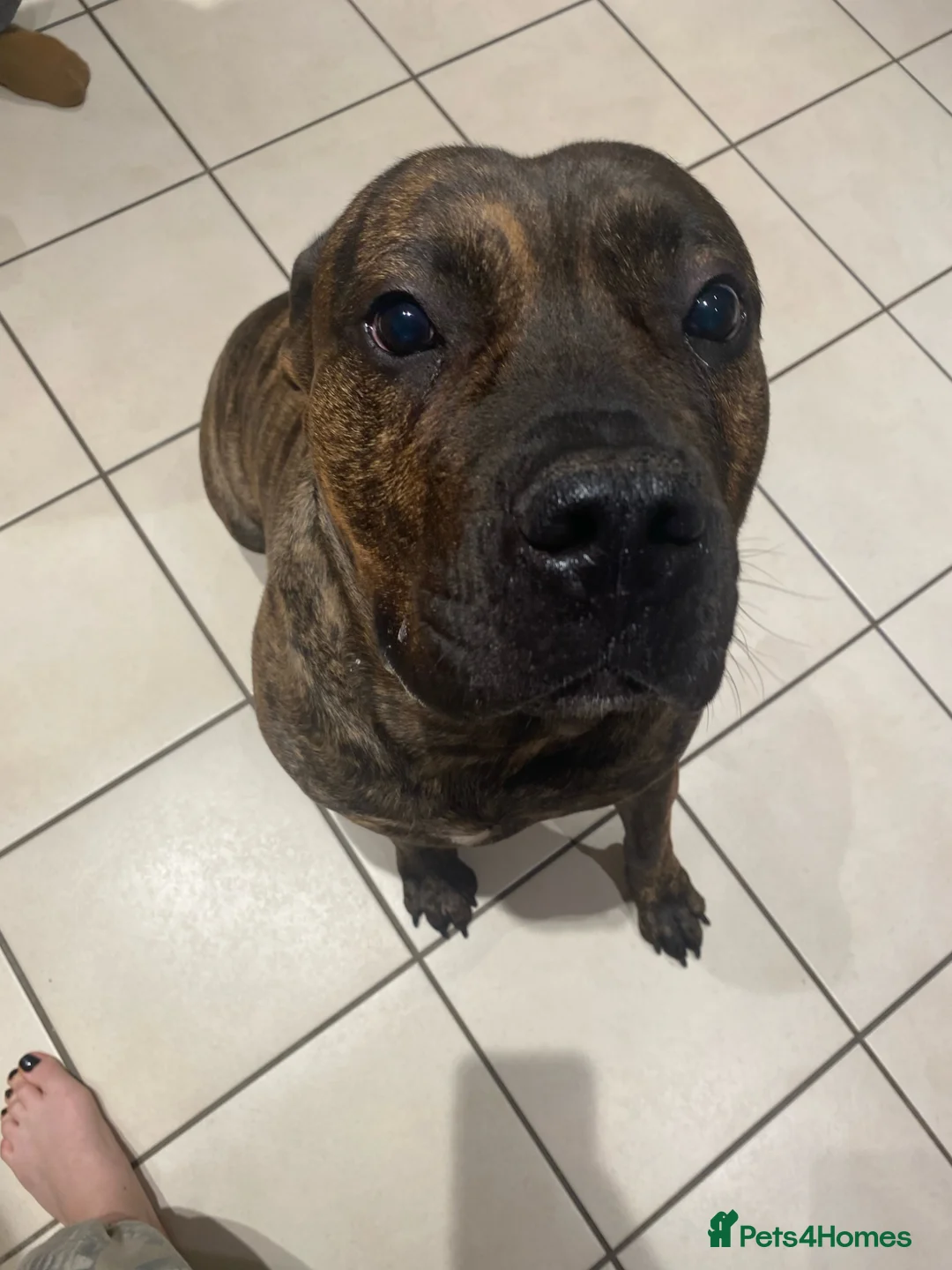 Presa Canario dogs for sale: 2 year old - Rex in Brandon - Advert 2