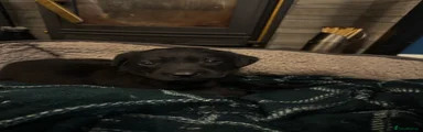 Labrador Retriever 2