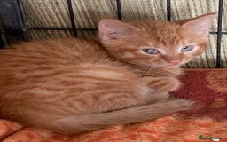 Mixed Breed cats for sale: Beautiful playful kittens  - Image 2