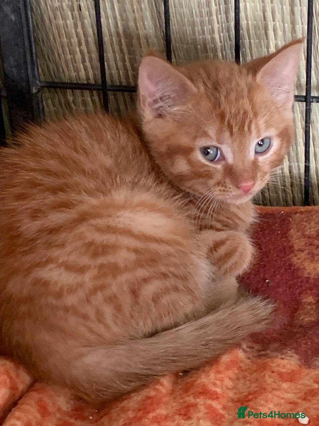 Mixed Breed cats for sale: Beautiful playful kittens  - Image 2