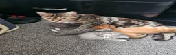 Mixed Breed cats for sale: Beautiful tabby cross kittens for sale  - Advert 1