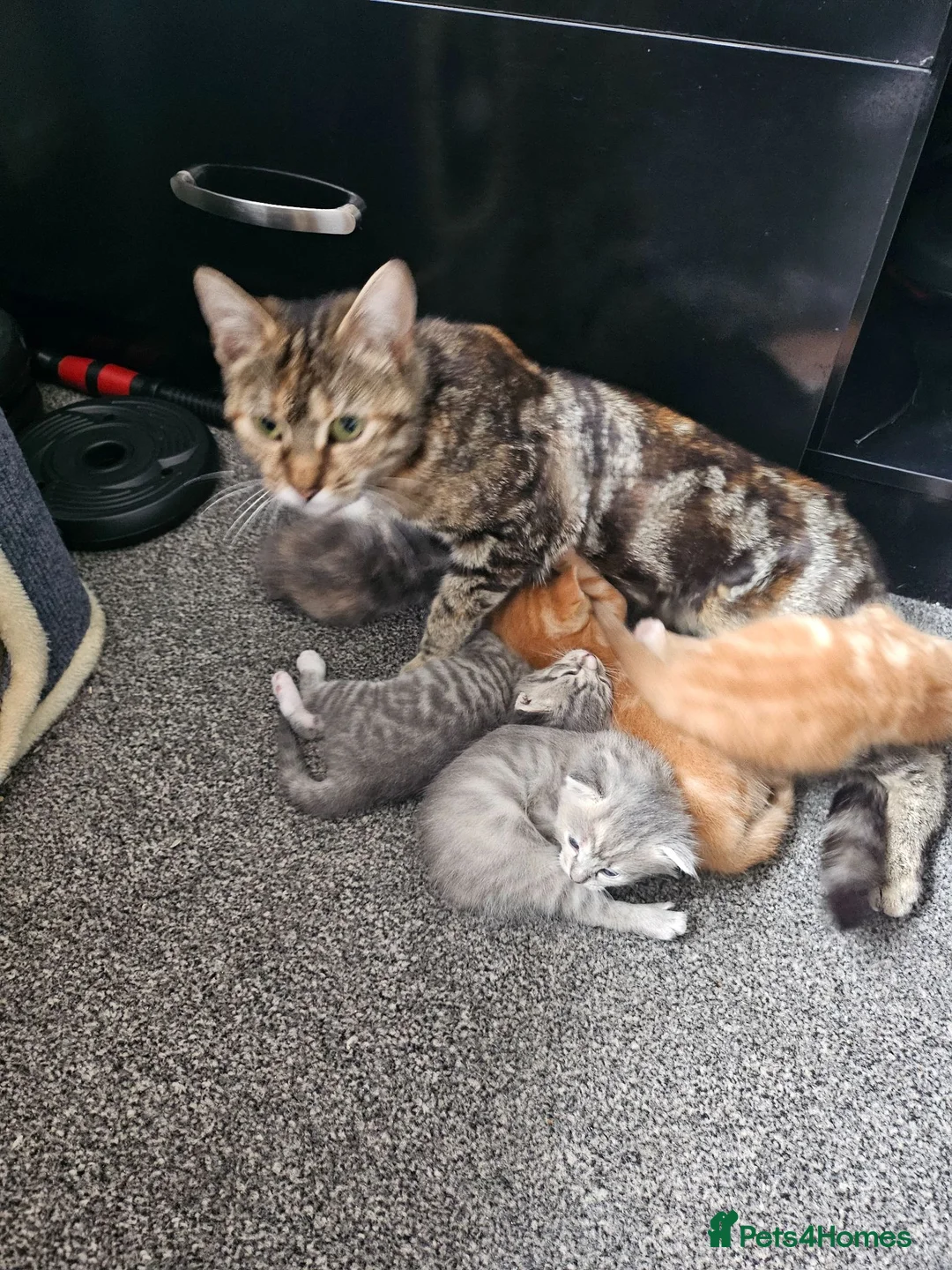 Mixed Breed cats for sale: Beautiful tabby cross kittens for sale  - Advert 1