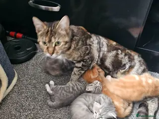 Mixed Breed cats Beautiful tabby cross kittens for sale - Advert 1