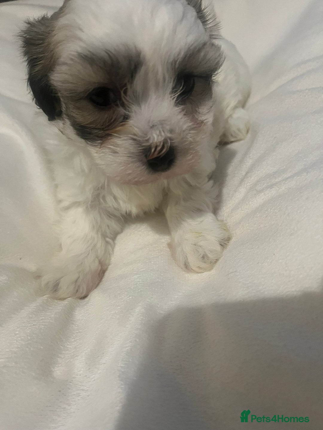 Maltipoo dogs for sale: Maltipoo puppies 💕 - Advert 2