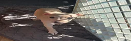 Italian Greyhound dogs for sale: 5 wonderful Wiggy’s licensed breeder  - Advert 3
