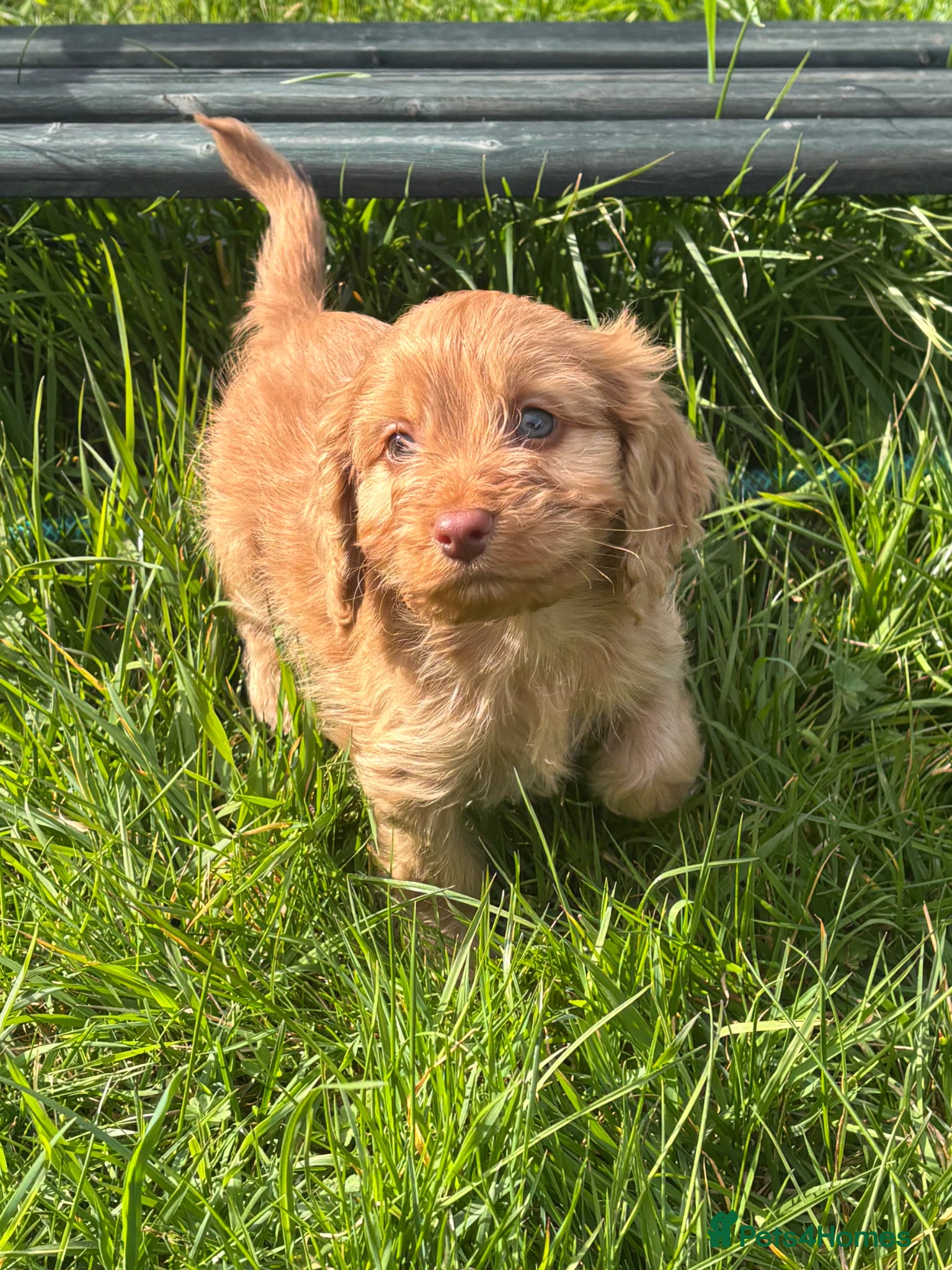 Cockapoo dogs Beautiful Cockapoo Babies  - Advert 2