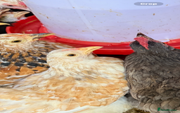 Chickens poultry for sale: Pekin bantams  - Image 1