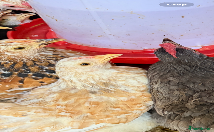 Chickens poultry - Advert 5