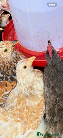 Chickens poultry - Advert 5