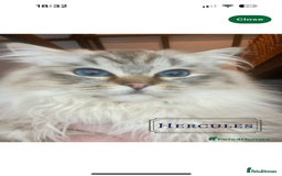 Ragdoll cats for sale: 5 beautiful and healthy Ragdoll kittens - Image 2