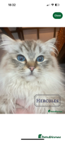 Ragdoll cats - Advert 6