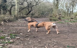 Mixed Breed dogs for sale: 💕 Ivy-Old Tyme Bulldog × American Bulldog 💕 - Image 3