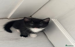 Mixed Breed cats for sale: 3 tiny kittens - Image 2