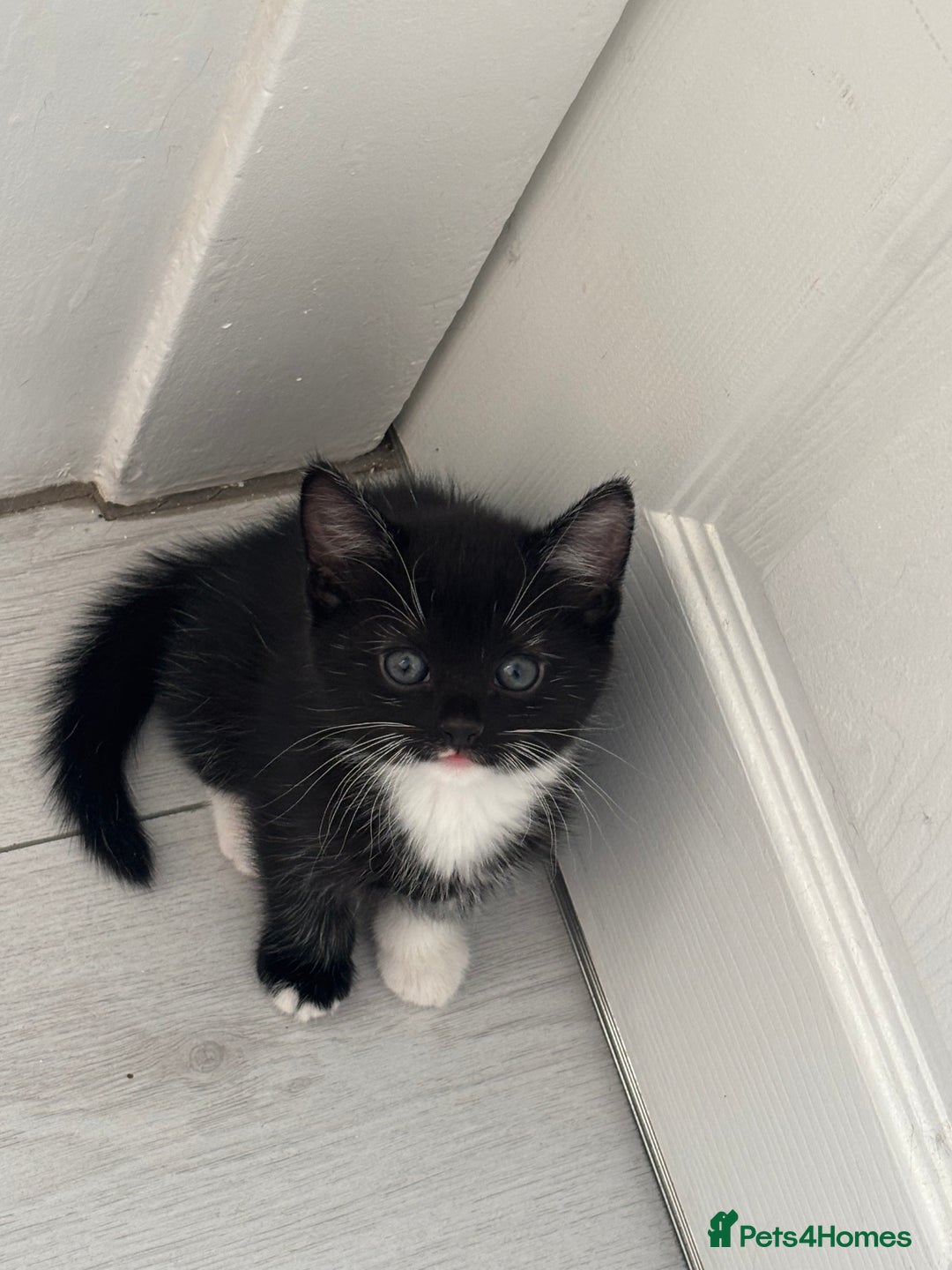 Mixed Breed cats for sale: 3 tiny kittens - Image 2