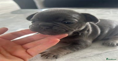 French Bulldog dogs - Advert 13